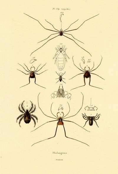 Spiders by French School